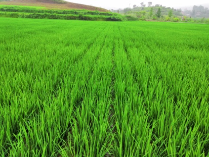 可靠的配资门户 吃米还是吃面？中国人的主食变迁｜新春书摘